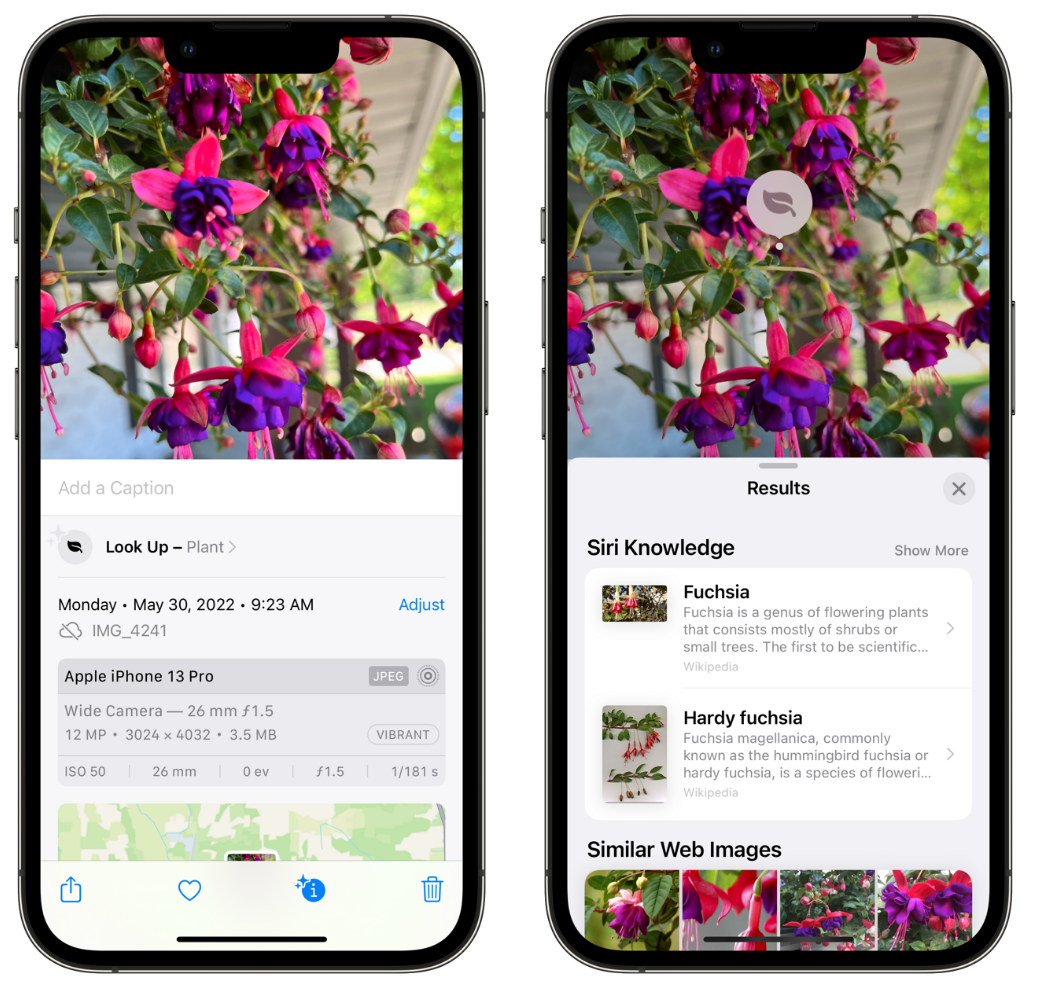 岚山苹果手机维修分享小技巧：使用 iPhone 相机识别花卉植物 